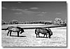 Horses in Infrared